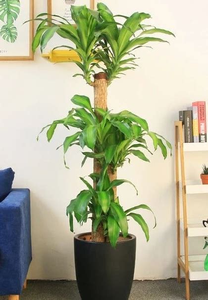 套房植物風水|10種室內大型植物推薦！耐陰好養、風水招財，沒陽光。